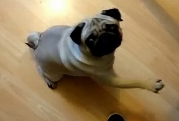 The Case of The Nazi Pug : A Joke That’s No Laughing Matter